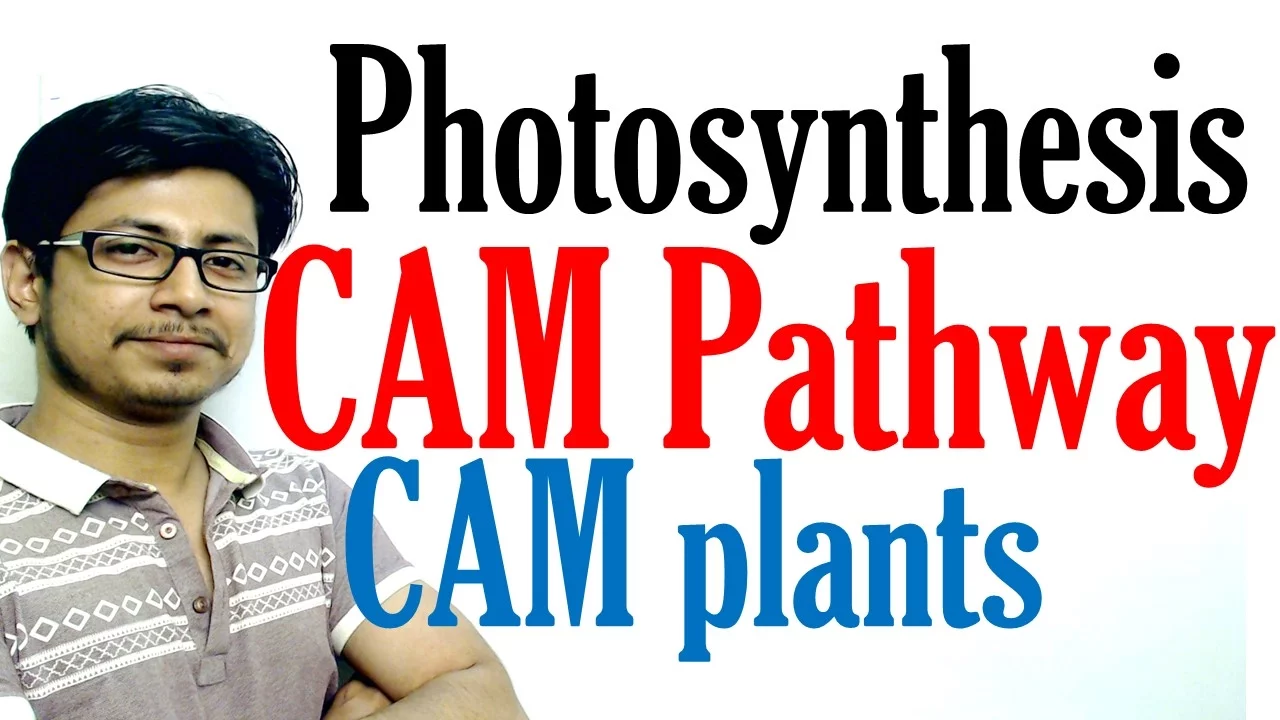 CAM pathway photosynthesis