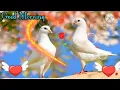 Download Lagu Good Morning status ,🌹Good Morning shayari  , 🌹Good Morning  video  ,🌹 Good Morning