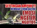 Sirtu Betina Memanggil Jantan Pancingan Cipoh Agar Emosi Tarung Ngotot Gacor Dor