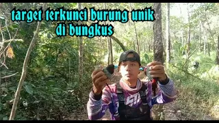 Download trik jitu pikat burung sempur black MP3