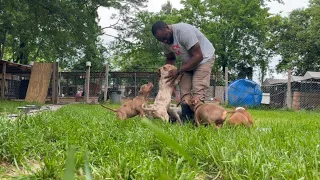Merle American Bully Puppies