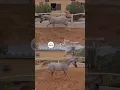 Download Lagu Nada Bisho #اكسبلور #explore #horse #shorts #short #shortvideo #lucu #animals #animal #arabianhorse