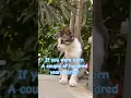 Download Lagu #cats