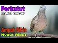 Download Lagu SUARA PERKUTUT LOKAL GACOR SUARA AMPUH BIKIN SEMUA JENIS LANGSUNG NYAUT LANGSUNG RIBUT