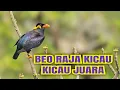 Download Lagu beo gacor untuk masteran