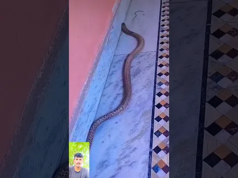 #dios