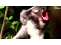 Download Lagu Jery the indri
