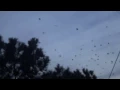 Download Lagu Crows in Japan  - A Million Crows Flying in Japan