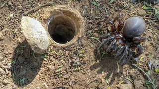 Download Secrets of the African Trapdoor Spider 🕷️ Master Builders of the Wild MP3