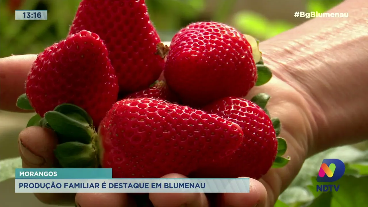 Produção familiar de morango é destaque em Blumenau
