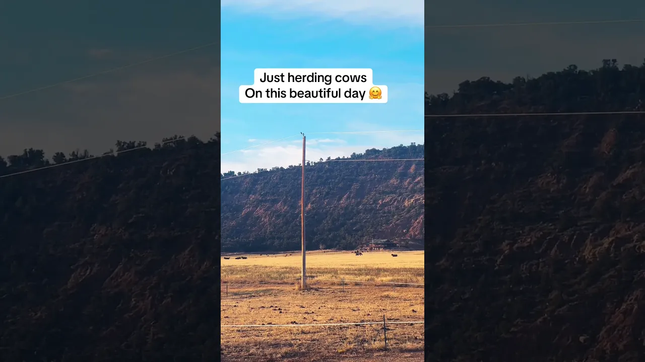 Cows got out #horse