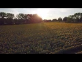 Sunflowers at Sunset at the Inn Between Restaurant Camillus NY via Drone