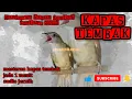 Download Lagu Masteran kapas tembak terbaru 2022//jeda 1 menit//audio jernih