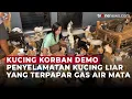 Download Lagu Misi Penyelamatan Kucing Liar saat Kerusuhan, Beberapa Terpapar Gas Air Mata | OneNews Update