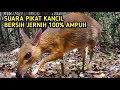 Download Lagu Suara Pikat untuk Kancil/Pelanduk