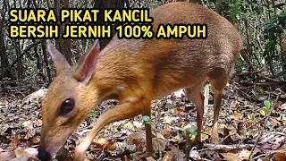 suara pikat untuk kancil pelanduk