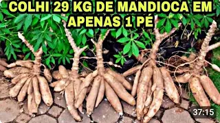 AULÃO DE PLANTIO DE MANDIOCA, 29 KILOS EM UMA PLANTA, VEJA ISSO 