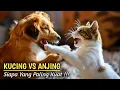 Download Lagu Merinding !!! Pertarungan Sengit Kucing Versus Anjing