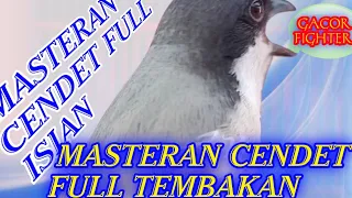 masteran cendet full tembakan masteran cendet full isian
