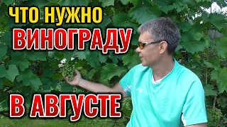 ЧТО НУЖНО ВИНОГРАДУ В АВГУСТЕ: подкормки, обработки от болезней, обрезка 🍇