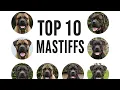 Which Mastiff Breed is the BEST My Picks