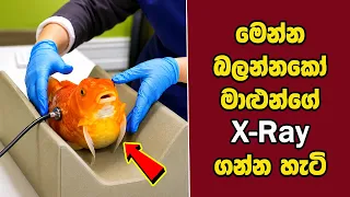 ඔබ මේවා දකින්නේ ජිවිතේ පළමු වතාවට EP:518