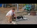 Download Lagu Chained Dog Couldn’t Hold Emotions When We Came to Rescue Her