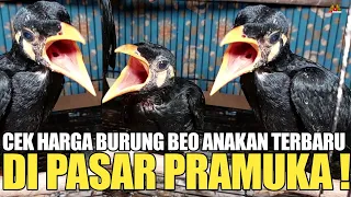 Download CEK HARGA BURUNG BEO ANAKAN TERBARU DI PASAR BURUNG PRAMUKA JAKARTA TIMUR MP3