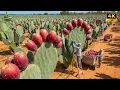 Lagu The Cactus Fig Empire – Harvesting Prickly Pears in a Waterless Valley in the World