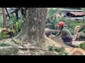 Lagu Amazing skills! Cutting down Huge tree near the House!