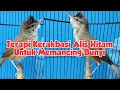 Terapi Kerakbasi Alis Hitam Untuk Memancing Bunyi burung bahan