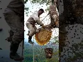 Download Lagu This giant honeycomb is hanging 100 feet in the air #jungle #hunt #honey #bee #dangerousjobs #shorts
