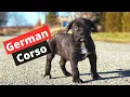 Who s a German Corso Mix Breed of Cane Corso and German Shepherd