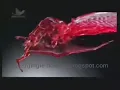 Iklan Sirup Marjan Versi Suling