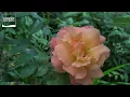 Download Lagu Unieke ecologische tuin: ‘Dit verrijkt je leven enorm’