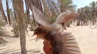 صيد طير الدخل الدبسي من أفضل الطيور وألذها في الأكل  دندنها
