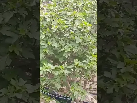 زيارتنا لمدينة الشمال اقشور الطبيعة بمعنى الكلمة
