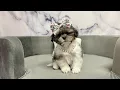 Shih Tzu F at Furry Babies Portage