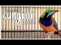 Download Lagu tembakan maut cucak cungkok masteran 2023