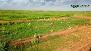 قالو حبيك بعيد علي عبدالكريم 