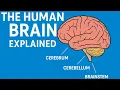 Human Brain Explained | Parts \u0026 Functions and lobes