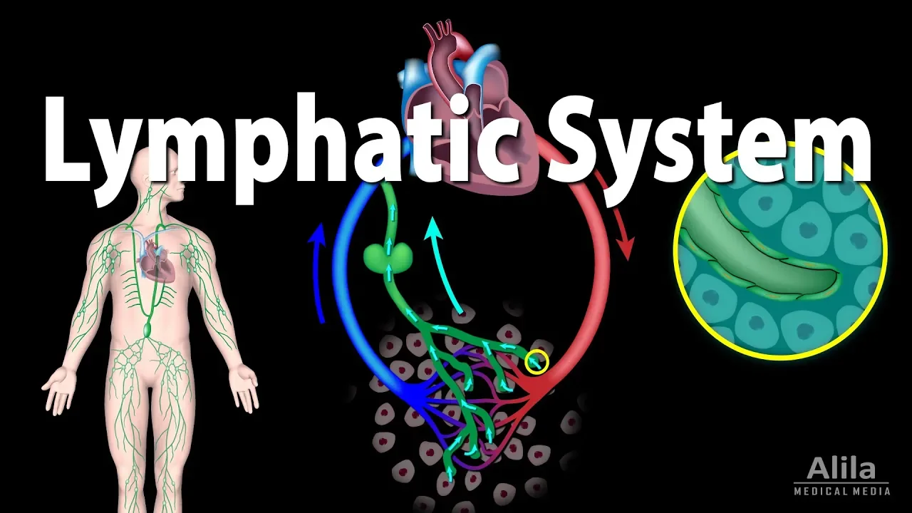 The Lymphatic System Overview, Animation