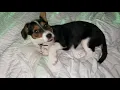 Cartier The Beagle Corgi Mix Puppy - Precious