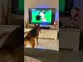 Download Lagu German Shepherd loves this scene from 101 Dalmatians
