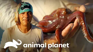 Frank Descubre un Pulpo que Cambia de Color en México | Wild Frank En Mexico | Animal Planet