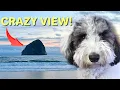 Exploring Oregon s PRETTIEST Dog-Friendly Hotel