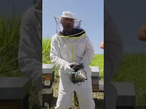 Eric Judor essaye des protections TOP Budget pour les abeilles !   #guadeloupe #humour #Food