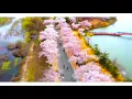 【男が歌う】『春泥棒』ヨルシカ(Spring Thief／Yorushika) Acoustic cover by Yoru
