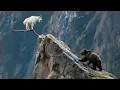 Download Lagu Bear Vs Mountain Goat: No Way To Catch The GOAT