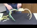 How to Score Your White-Tailed Deer FNR-507-WV